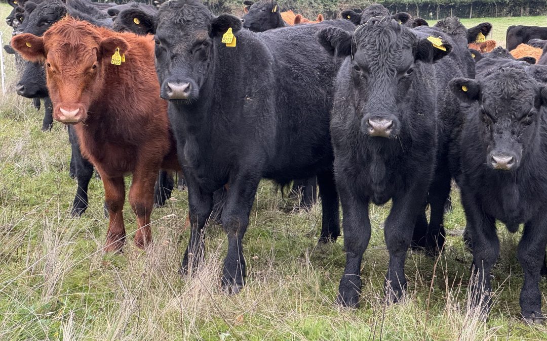 Científicos y productores ganaderos impulsan estrategias para una ganadería climáticamente inteligente en el Cono Sur
