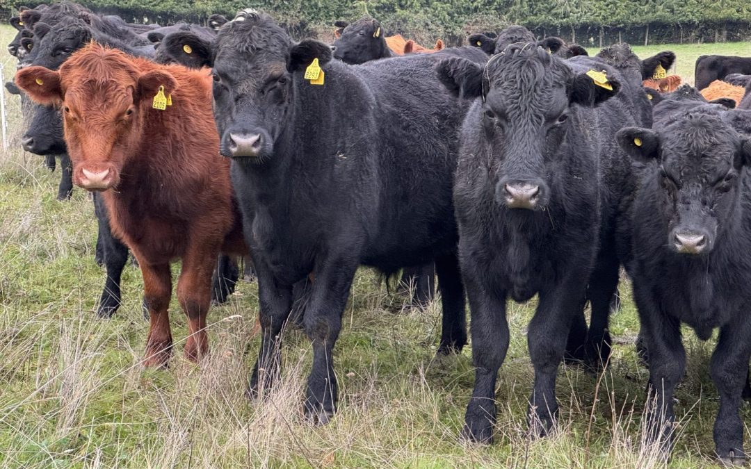 Científicos y productores ganaderos impulsan estrategias para una ganadería climáticamente inteligente en el Cono Sur