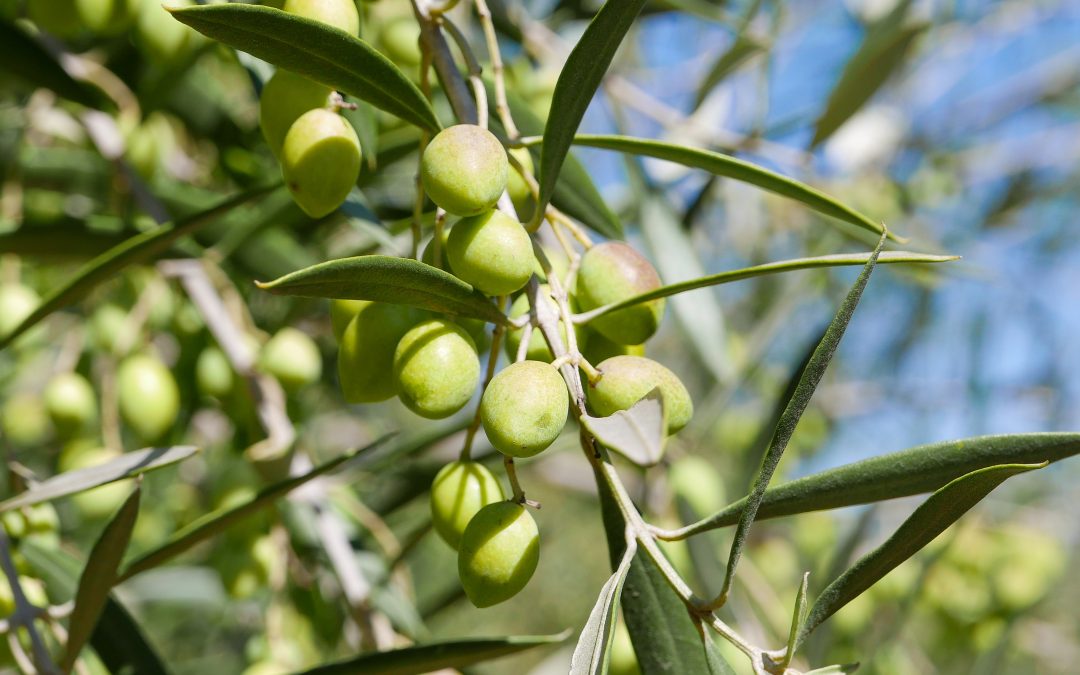 Resguardar un producto emblemático: INIA Intihuasi lidera estrategia para proteger el aceite de oliva