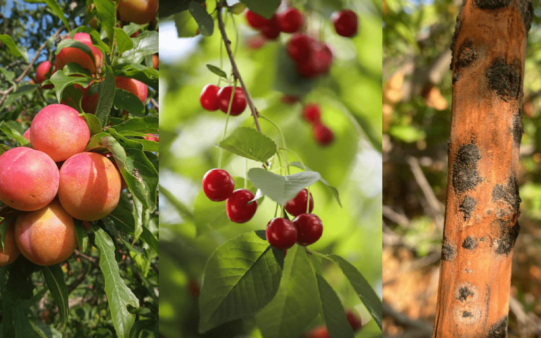 INIA inició proyecto para fortalecer detección temprana de los principales hongos causantes de enfermedades de madera en frutales de carozo en O’Higgins
