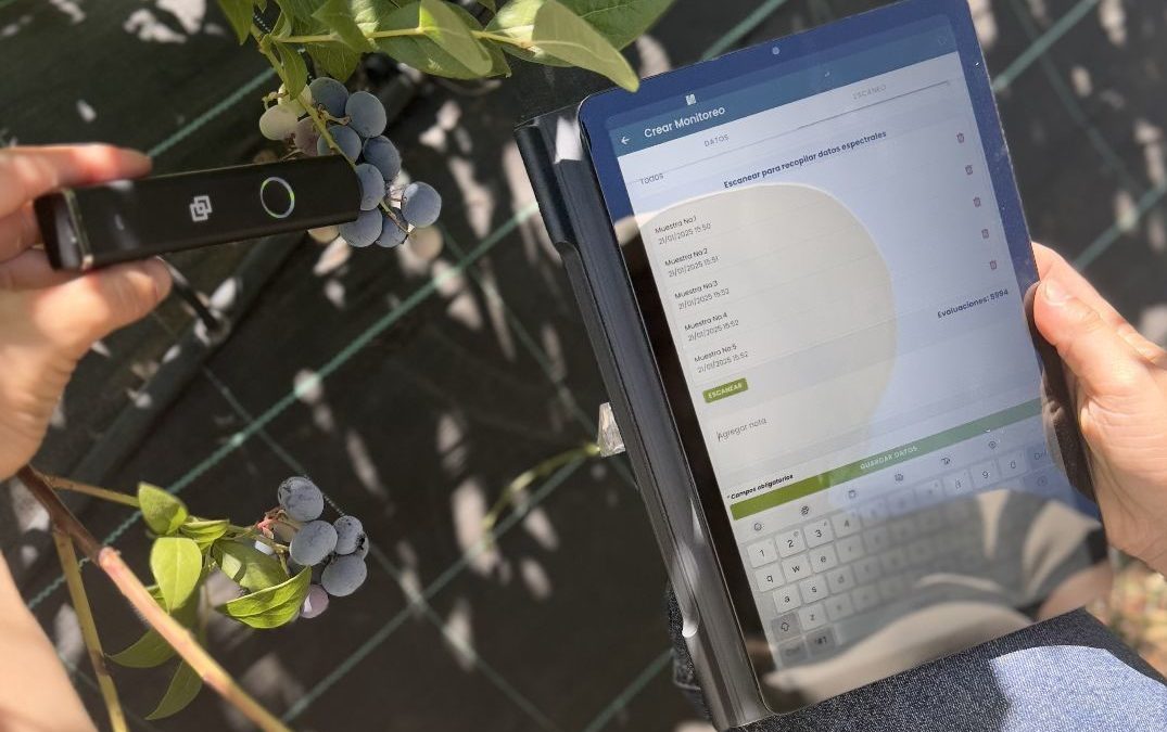 INIA desarrolla innovador “Reporte Digital” para optimizar la calidad y exportación de arándanos chilenos
