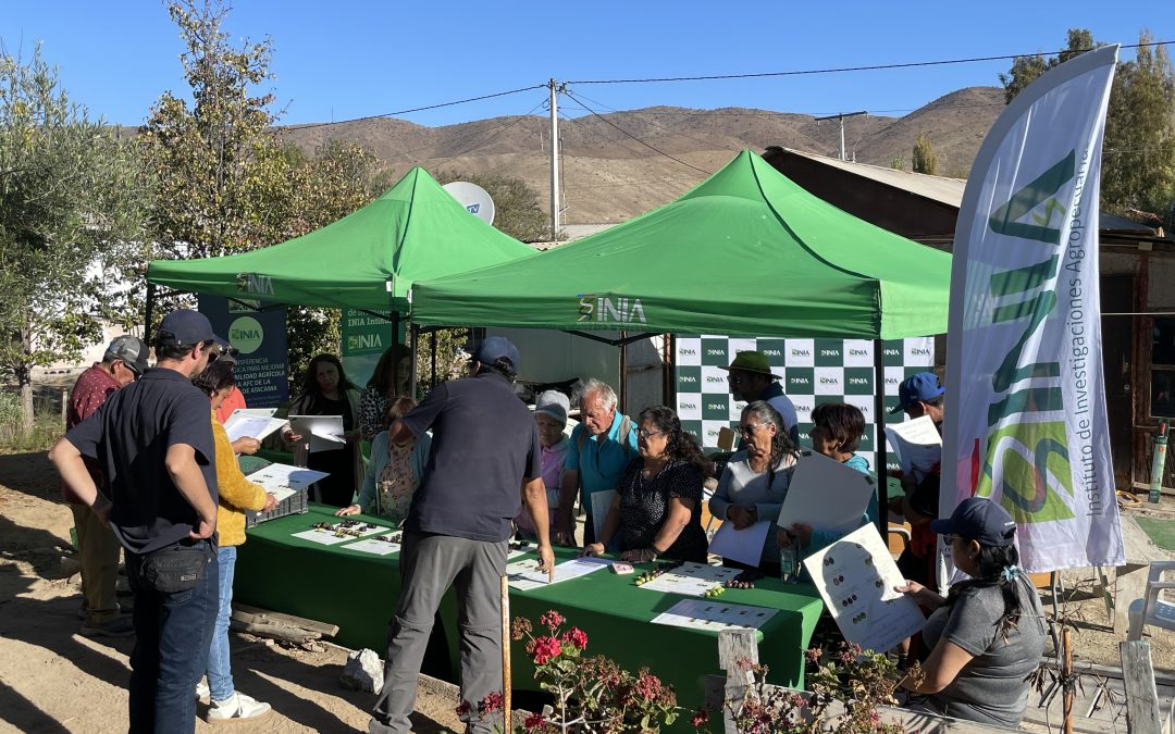 Cómo saber cuándo cosechar la aceituna: INIA Intihuasi impulsa método para mejorar la calidad del olivo en Atacama