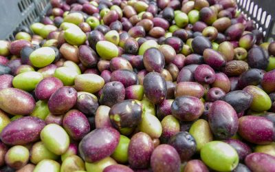 Taller de elaboración y conservación de aceitunas El Totoral 4 (1)