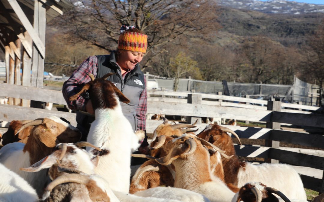Inseminación artificial fortalece el mejoramiento genético caprino en Cochrane