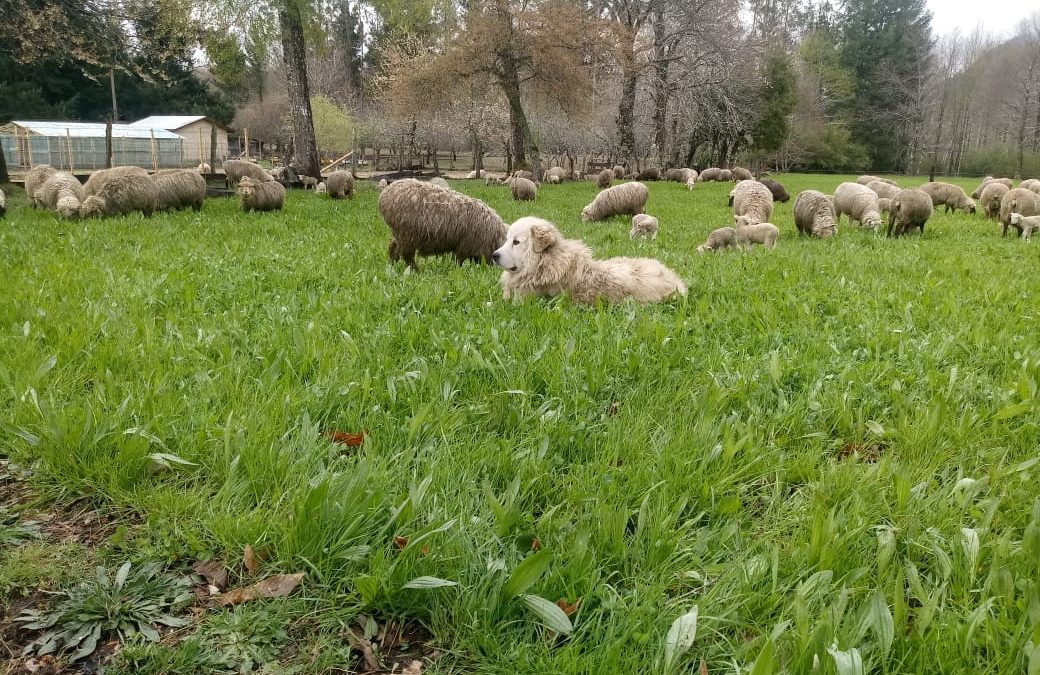 Con programa Corfo más de 100 personas se capacitaron para abordar impacto de perros asilvestrados en la ganadería ovina regional