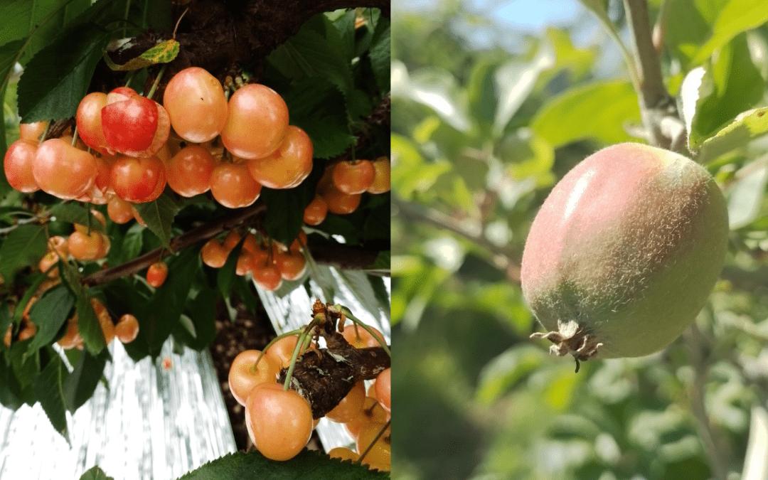 Chilean Journal of Agricultural Research: El aporte económico, laboral y productivo de la fruticultura chilena de exportación