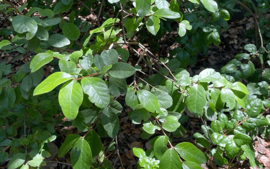 Desarrollan métodos de conservación para la luma del norte, una de las especies más amenazadas de Chile