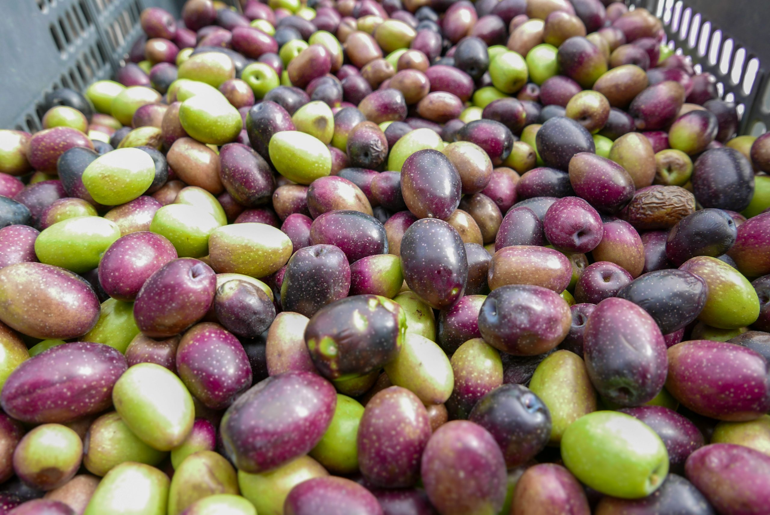 Taller de elaboración y conservación de aceitunas El Totoral 4 (2)