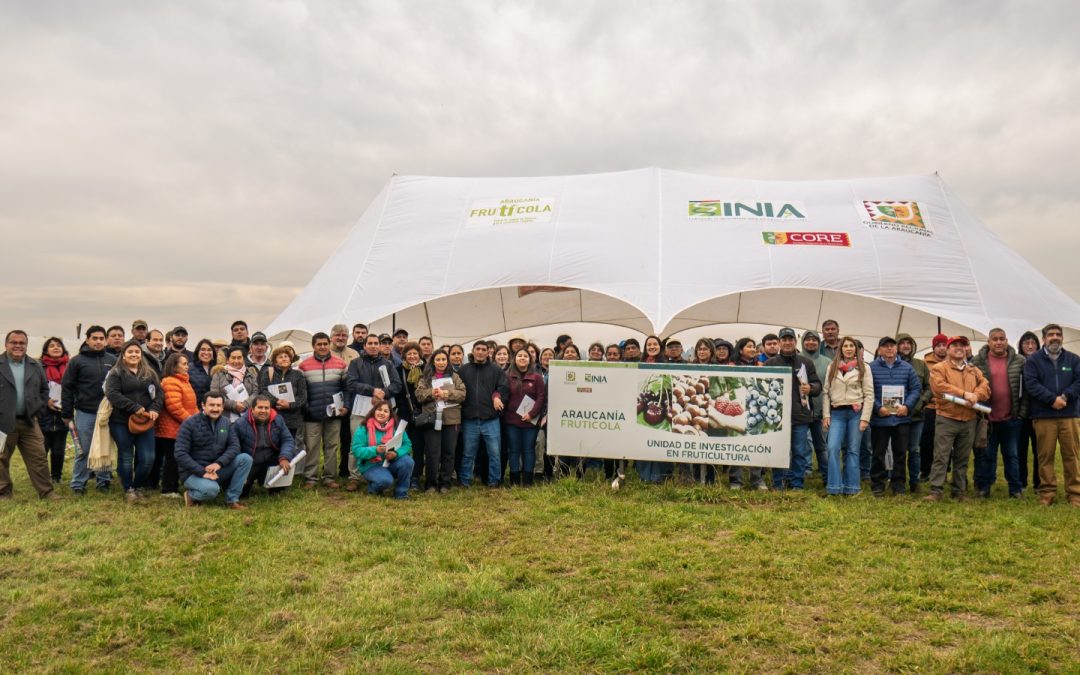 Programa Araucanía Frutícola desarrolla día de campo para conocer avances en producción de frambuesa bajo techo en la región