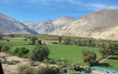 Actualmente, alrededor de mil hectáreas de alfalfa Alta Sierra son cultivadas por 200 unidades productivas en las comunas de Camarones, Arica y Putre.