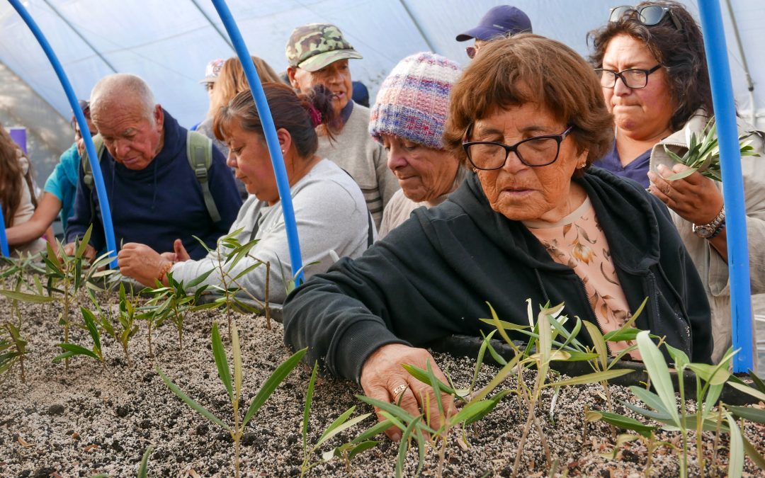 De una rama a un nuevo árbol: agricultores aprenden a multiplicar sus olivos centenarios