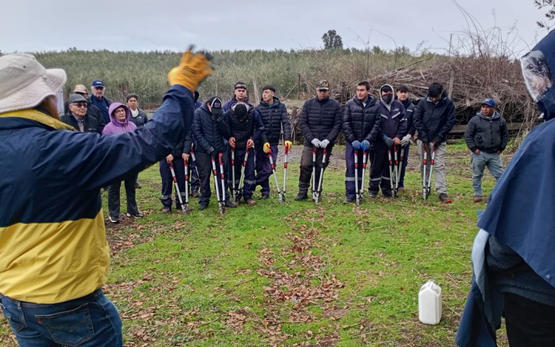 INIA y FIA fortalecen capacidades para el manejo del olivo con taller de poda en La Araucanía