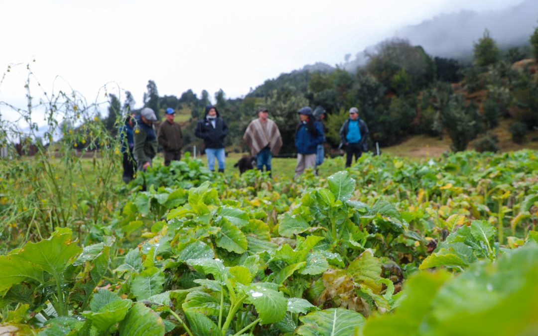 Ensayos en predios de productores entregan información para mejorar la recría bovina en la zona húmeda de Aysén