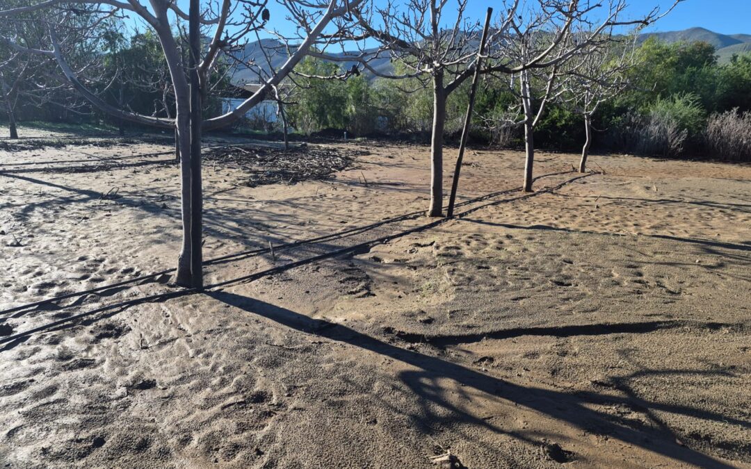 INIA Intihuasi entrega recomendaciones para el manejo de frutales tras las intensas lluvias