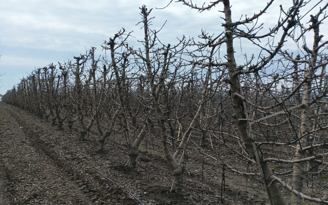 Primavera cálida y lluviosa desafiará a huertos de cerezos: INIA entrega recomendaciones para enfrentar la temporada