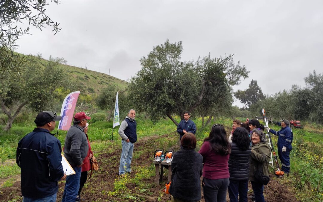 Manejo y recuperación de los olivares del Huasco