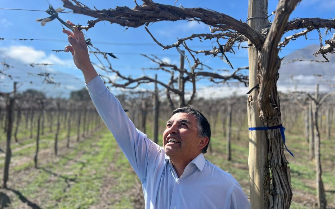 INIA Intihuasi entrega recomendaciones a viticultores para enfrentar daños provocados por lluvias