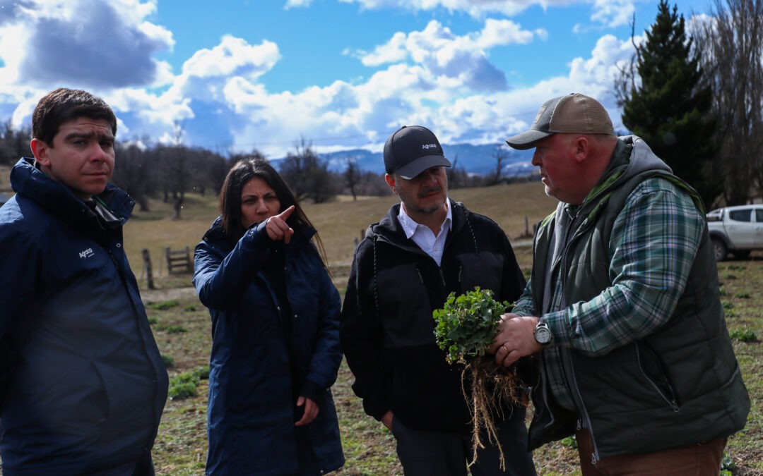 INIA Tamel Aike y Empresas Agrotop evalúan cultivos comerciales de raps canola en Aysén
