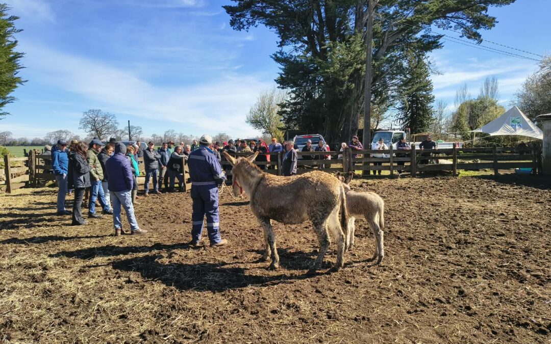 Burros guardianes y nuevas tecnologías buscan reducir el impacto de perros asilvestrados