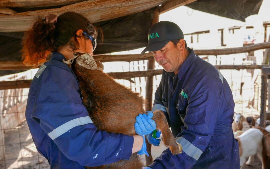 INIA fortalece el manejo de rebaños caprinos en Freirina tras las lluvias