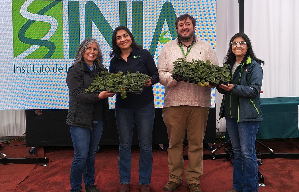 INIA entrega 17 mil plantas de frutilla de alta calidad sanitaria a 170 productores del Maule