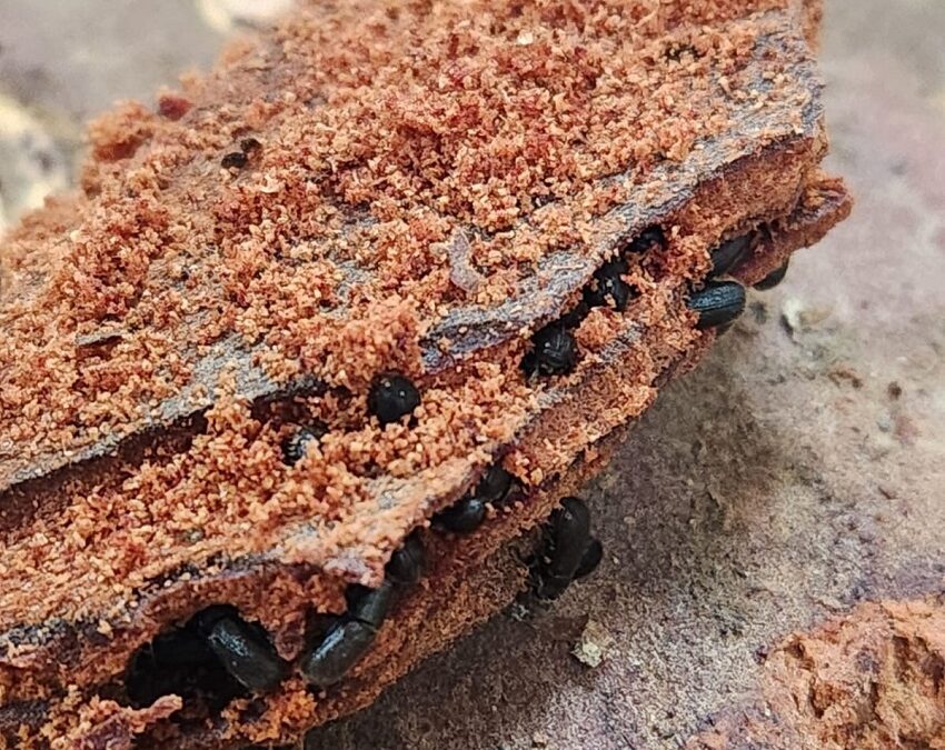 INIA impulsa innovador cebo para proteger exportaciones forestales frente al escarabajo de la corteza del pino