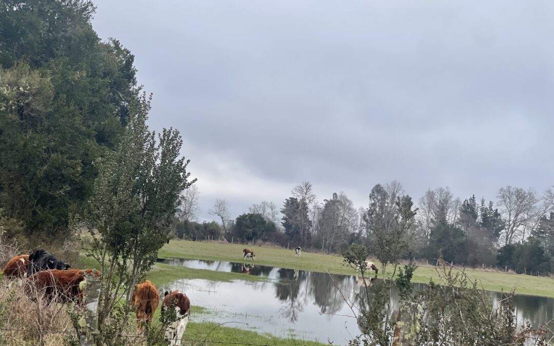 INIA Carillanca entrega recomendaciones para recuperar praderas afectadas por inundaciones en La Araucanía