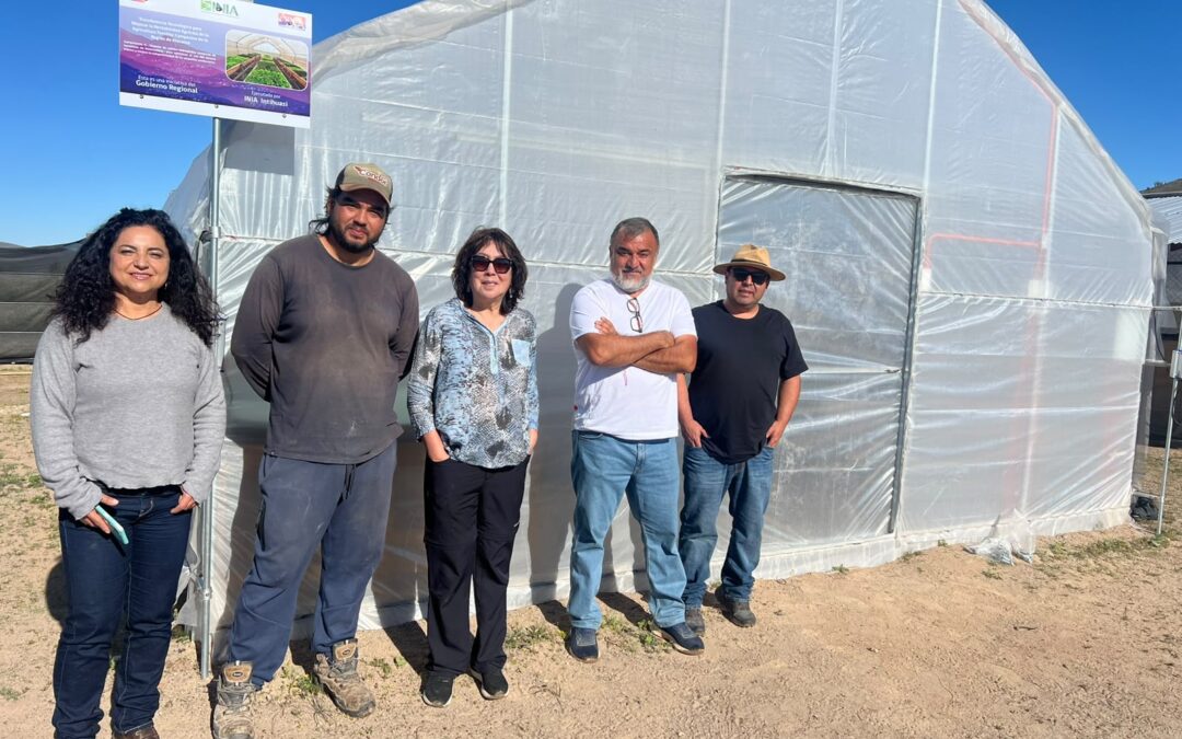 INIA pone a prueba la hidroponía con aguas salinas en Huasco