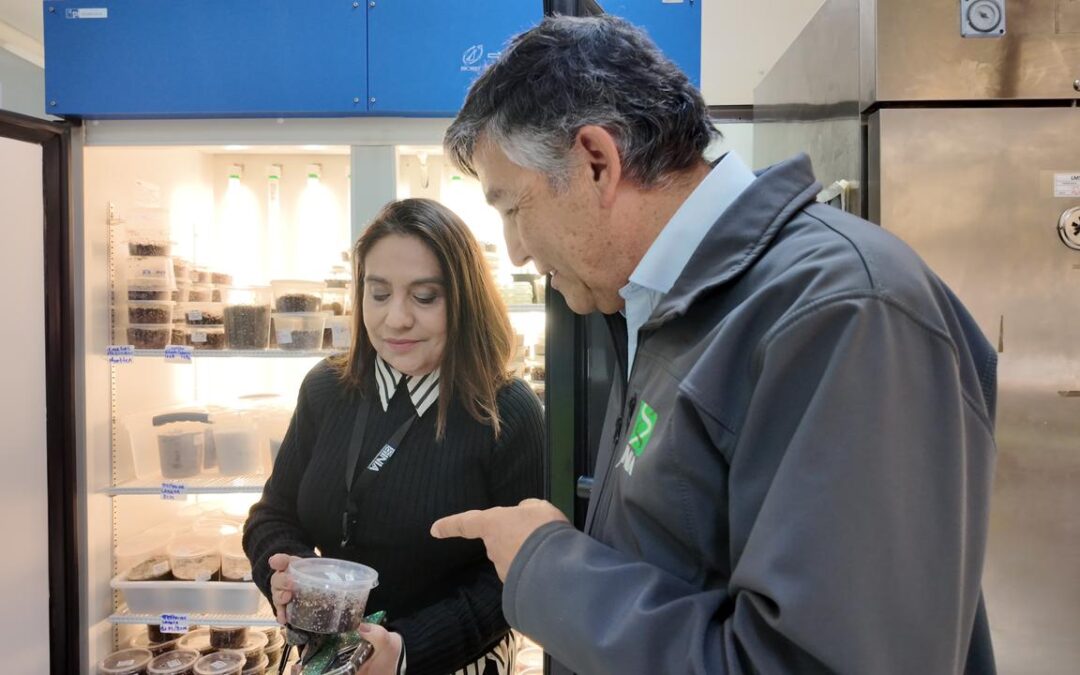 El Banco Base de Semillas de INIA: un resguardo estratégico para la agricultura y la flora de Chile