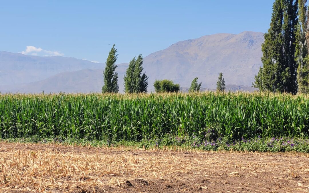 Charla Sensores en agricultura para el uso eficiente de insumos en producción forrajera y lechera.