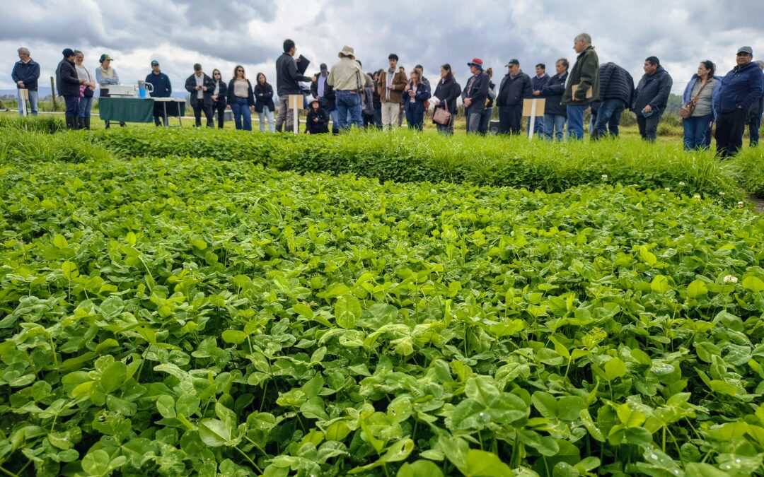 Praderas mixtas de ballicas  con trébol blanco y rosado: una alternativa para mejorar la calidad del forraje y avanzar hacia una ganadería más sustentable