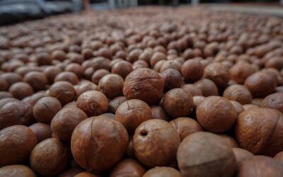 Agricultores de Ñuble en Guatemala 3
