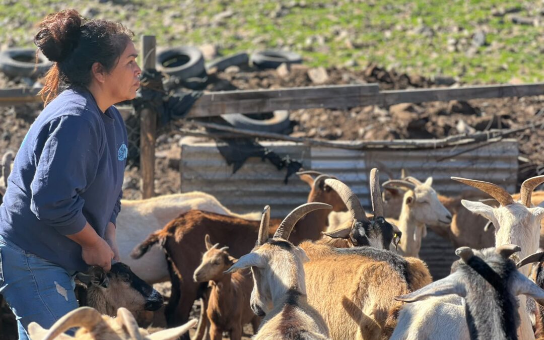 Nuevos manejos mejoran la crianza de cabras en la comuna de Freirina