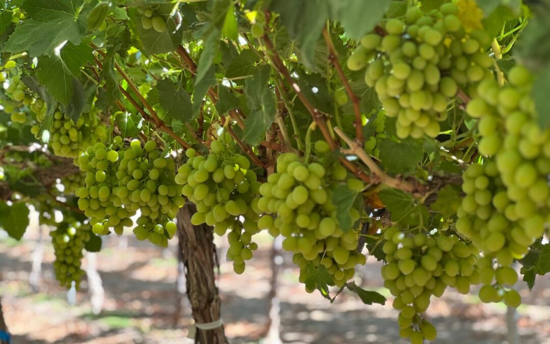 Tradición que se proyecta al futuro: INIA fortalece la pequeña agricultura pisquera de Coquimbo